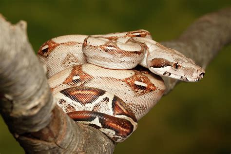 porn boas|boa.